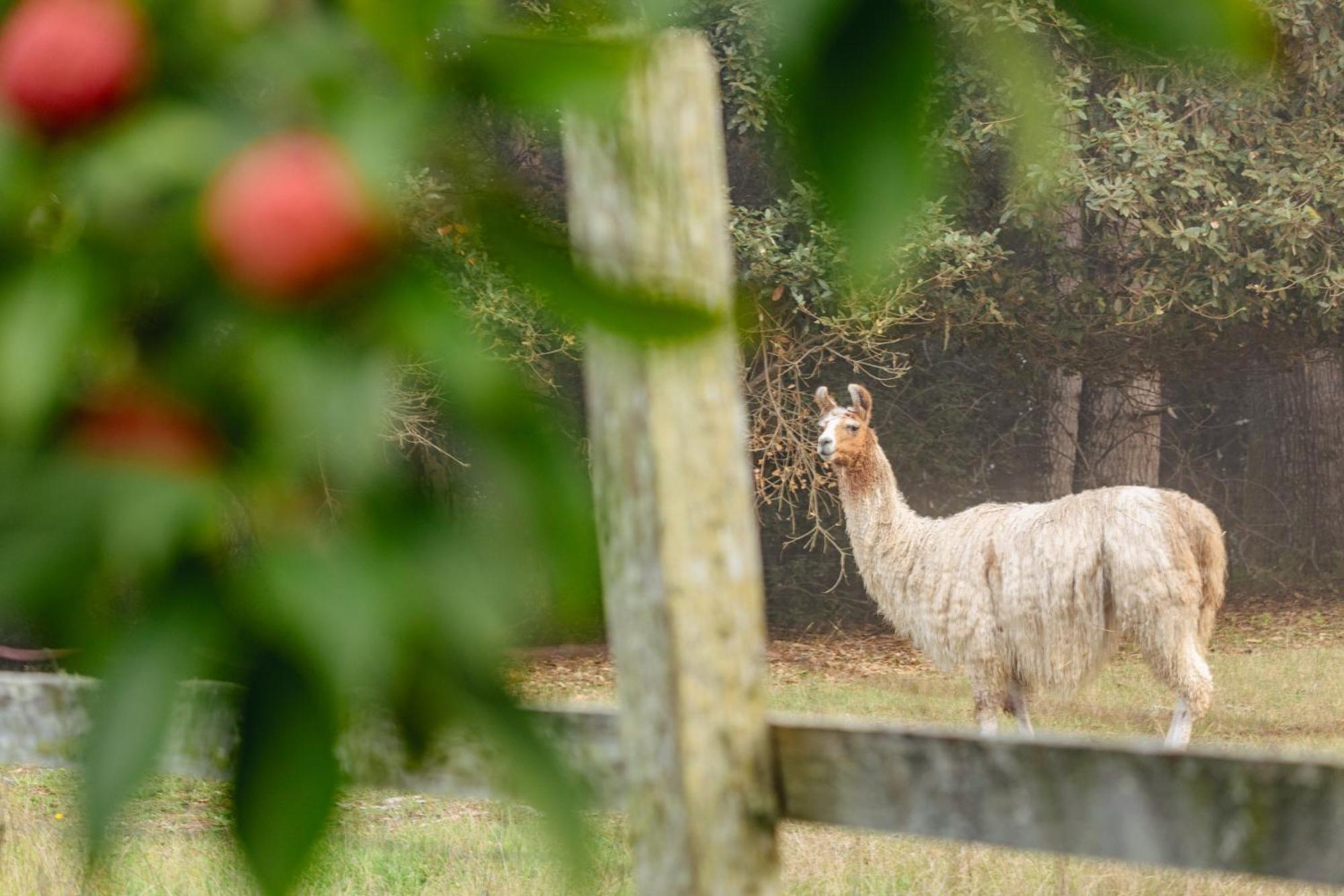 Scp Mendocino And Farm Hotel